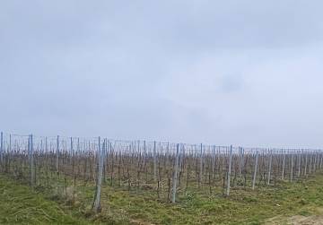 VOĆNJAK I VINOGRAD !