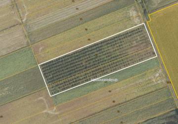 Poljoprivredna zemljišta - Podgorač, Podgorač, Croatia