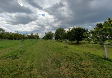 VOĆNJAK ORAHA I TREŠNJI U PETRIJEVCIMA – 10.500 m² S BUNAROM