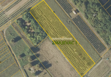 VINOGRAD 40200 m2  ZMAJEVAC
