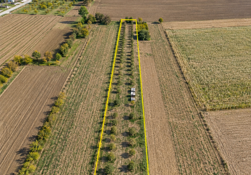 Nasad lješnjaka u punom rodu -  6.791 m² | Odlična investicijska prilika [Gašinci], Gašinci, Хорватия