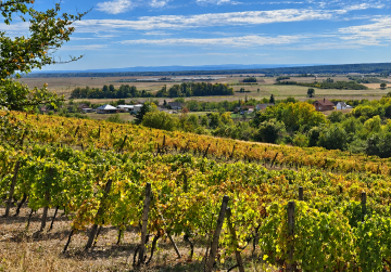 UREĐEN VINOGRAD 745 m² | ATRAKTIVNA LOKACIJA, 50 m OD ASFALTA [Trnava], Trnava, Kroatien