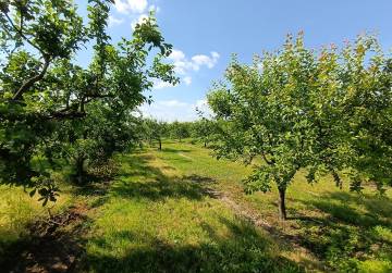 VOĆNJAK LADIMIREVCI, Valpovo, Kroatien