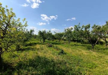 VOĆNJAK LADIMIREVCI, Valpovo, Kroatien
