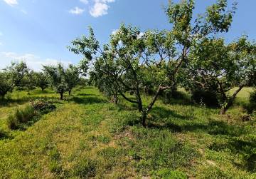 VOĆNJAK LADIMIREVCI, Valpovo, Kroatien