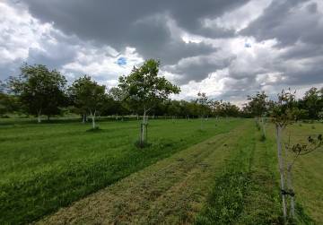 VOĆNJAK PETRIJEVCI, Valpovo, Kroatien