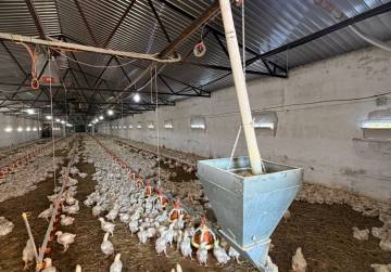 Investicijska prilika - farma brojlera s energetskim potencijalom [Đakovo], Đakovo, Хорватия