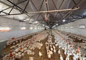 Investicijska prilika - farma brojlera s energetskim potencijalom [Đakovo], Đakovo, Хорватия