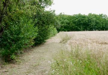 Kuća, voćnjak, šuma i mir prirode na gotovo 7.000 m² [Erdut], Erdut, Kroatien