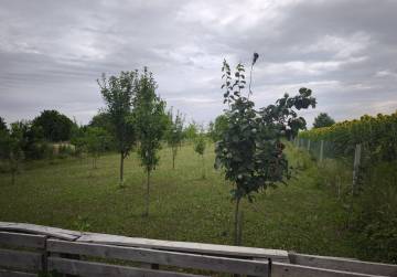 VOĆNJAK - ORANICA 2787m² [BELIŠĆE], Valpovo, Hrvatska