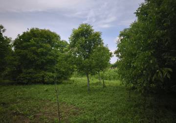 ZEMLJIŠTE U VIKEND NASELJU 2002m² [VALPOVO], Valpovo, Hrvatska