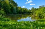 ŠUMA UZ JEZERO - 13.395 m² [LEVANJSKA VAROŠ], Đakovo, Hrvatska