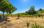 VIKENDICA S VINOGRADOM I VOĆNJAKOM | 3.840 m² [Mandićevac], Mandićevac, Хорватия