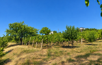 VIKENDICA S VINOGRADOM I VOĆNJAKOM | 3.840 m² [Mandićevac], Mandićevac, Хорватия