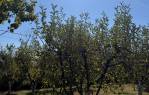 Vikendica s vinogradom i voćnjakom na 1.975 m² [Vranovci], Slavonski Brod, Хорватия
