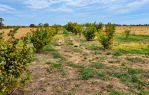 Nasad lješnjaka u punom rodu -  6.791 m² | Odlična investicijska prilika [Gašinci], Gašinci, Хорватия