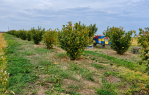 Nasad lješnjaka u punom rodu -  6.791 m² | Odlična investicijska prilika [Gašinci], Gašinci, Хорватия