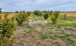 Nasad lješnjaka u punom rodu -  6.791 m² | Odlična investicijska prilika [Gašinci], Gašinci, Хорватия