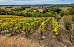 UREĐEN VINOGRAD 745 m² | ATRAKTIVNA LOKACIJA, 50 m OD ASFALTA [Trnava], Trnava, Kroatien