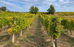 UREĐEN VINOGRAD 745 m² | ATRAKTIVNA LOKACIJA, 50 m OD ASFALTA [Trnava], Trnava, Kroatien