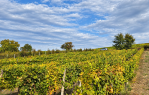 UREĐEN VINOGRAD 745 m² | ATRAKTIVNA LOKACIJA, 50 m OD ASFALTA [Trnava], Trnava, Kroatien