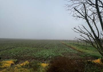 Kuća s dvorištem + oranica [Forkuševci], Forkuševci, Hrvatska