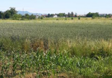 zemljište vitika, Đakovo, Kroatien