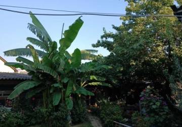 Prostrana kuća s poslovnim prostorom [Kuševac], Đakovo, Kroatien