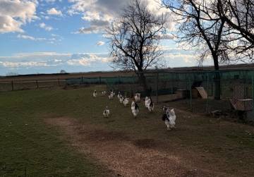 Imanje s privatnim jezerom/ribnjakom [Lug Subotički], Našice, Хорватия